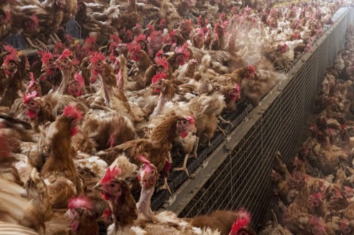 屠宰污水用什么環保設備